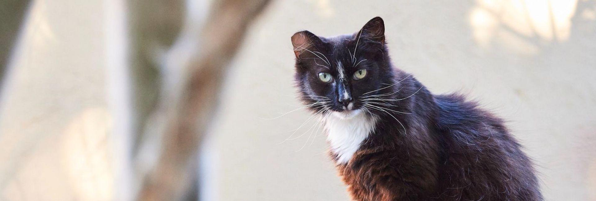Dark brown and white community cat sitting on wall